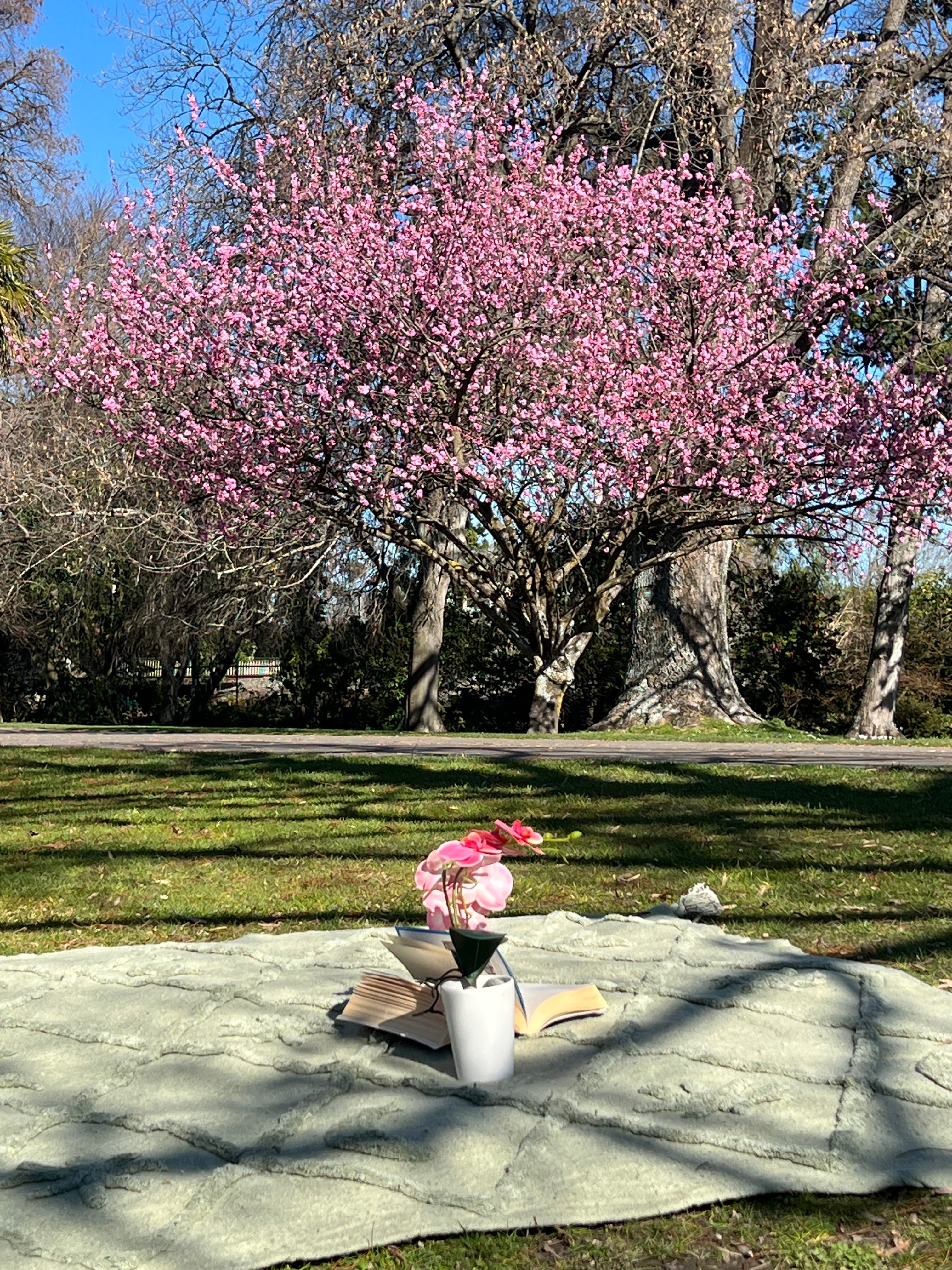 Wild Moonshine Sage Throw- Celestial Design, Natural Cotton | Wild Throw Co.